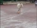 Video of cow playing football in Goa has left twitterverse in splits - Hindi News | Video of cow playing football in Goa has left twitterverse in splits | Latest lifestyle News at Lokmattimes.com