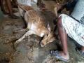 Villagers rescue deer after losing track in Chittoor district - Hindi News | Villagers rescue deer after losing track in Chittoor district | Latest national News at Lokmattimes.com