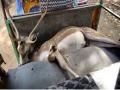 Two held for killing deer in Andhra's Krishna district - Hindi News | Two held for killing deer in Andhra's Krishna district | Latest national News at Lokmattimes.com