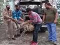 Uttarakhand: Leopard that had killed child shot dead - Hindi News | Uttarakhand: Leopard that had killed child shot dead | Latest national News at Lokmattimes.com