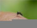 Bangladesh reports 6 new deaths amid surge of dengue fever cases - Hindi News | Bangladesh reports 6 new deaths amid surge of dengue fever cases | Latest international News at Lokmattimes.com
