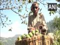 Farmers make profits through walnut cultivation in J-K's Panchari - Hindi News | Farmers make profits through walnut cultivation in J-K's Panchari | Latest national News at Lokmattimes.com