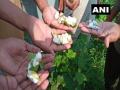Punjab's Bhatinda reports pink bollworm infestation in cotton fields - Hindi News | Punjab's Bhatinda reports pink bollworm infestation in cotton fields | Latest national News at Lokmattimes.com