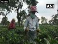 Assam: Tea estate in Dibrugarh shut down as 133 test COVID positive - Hindi News | Assam: Tea estate in Dibrugarh shut down as 133 test COVID positive | Latest national News at Lokmattimes.com