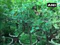 MP: Jabalpur man creates mini forest on terrace with over 2,500 bonsais - Hindi News | MP: Jabalpur man creates mini forest on terrace with over 2,500 bonsais | Latest national News at Lokmattimes.com