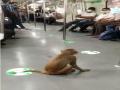 Video shows monkey hitching a ride inside train on Delhi Metro! - Hindi News | Video shows monkey hitching a ride inside train on Delhi Metro! | Latest national News at Lokmattimes.com