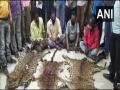 8 held in Odisha's Kalahandi; tiger, leopard skins seized - Hindi News | 8 held in Odisha's Kalahandi; tiger, leopard skins seized | Latest national News at Lokmattimes.com
