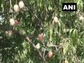Two brothers in Madhya Pradesh grow world's heaviest mango variety Amrapuri and simply delicious Sensation - Hindi News | Two brothers in Madhya Pradesh grow world's heaviest mango variety Amrapuri and simply delicious Sensation | Latest national News at Lokmattimes.com