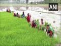 Paddy growers in UP's Aligarh face problems due to delayed monsoon, seek govt help - Hindi News | Paddy growers in UP's Aligarh face problems due to delayed monsoon, seek govt help | Latest national News at Lokmattimes.com