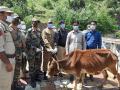 Indian Army upholds beacon of peace, returns cattle of POK - Hindi News | Indian Army upholds beacon of peace, returns cattle of POK | Latest national News at Lokmattimes.com