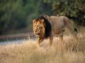 PM Modi lauds conservation efforts, notes steady increase in India's lion population - Hindi News | PM Modi lauds conservation efforts, notes steady increase in India's lion population | Latest national News at Lokmattimes.com
