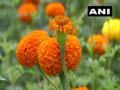 With home-grown marigold flowers, Kerala group of friends kickstart business this Onam - Hindi News | With home-grown marigold flowers, Kerala group of friends kickstart business this Onam | Latest national News at Lokmattimes.com