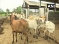 Andhra Pradesh: 98 cows found dead in bovine shelter - Hindi News | Andhra Pradesh: 98 cows found dead in bovine shelter | Latest national News at Lokmattimes.com