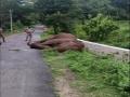 Elephant found dead in Mettupalayam forest range - Hindi News | Elephant found dead in Mettupalayam forest range | Latest national News at Lokmattimes.com