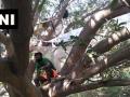 WB labourers who recently returned to village quarantine themselves on tree - Hindi News | WB labourers who recently returned to village quarantine themselves on tree | Latest national News at Lokmattimes.com
