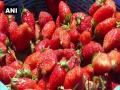 Lockdown hits strawberry farmers in Kerala - Hindi News | Lockdown hits strawberry farmers in Kerala | Latest politics News at Lokmattimes.com