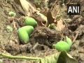 UP: Farmers suffer loss of mango crop in Malihabad town due to untimely rainfall - Hindi News | UP: Farmers suffer loss of mango crop in Malihabad town due to untimely rainfall | Latest national News at Lokmattimes.com