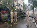 Cyclone Amphan: Uprooted trees block roads in Odisha's Bhadrak district - Hindi News | Cyclone Amphan: Uprooted trees block roads in Odisha's Bhadrak district | Latest national News at Lokmattimes.com