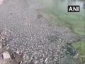 Rajasthan: Several fishes found dead in pond in Jodhpur - Hindi News | Rajasthan: Several fishes found dead in pond in Jodhpur | Latest national News at Lokmattimes.com