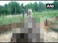 Another elephant found dead in Chhattisgarh's Raigarh - Hindi News | Another elephant found dead in Chhattisgarh's Raigarh | Latest lifestyle News at Lokmattimes.com