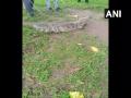 Seven feet crocodile rescued from Vadodara district, handed over to Forest Department - Hindi News | Seven feet crocodile rescued from Vadodara district, handed over to Forest Department | Latest national News at Lokmattimes.com