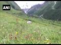 Uttarakhand: Valley of Flowers opens for tourists - Hindi News | Uttarakhand: Valley of Flowers opens for tourists | Latest national News at Lokmattimes.com
