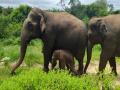 Karnataka's Bannerghatta Biological Park welcomes birth of elephant calf - Hindi News | Karnataka's Bannerghatta Biological Park welcomes birth of elephant calf | Latest national News at Lokmattimes.com
