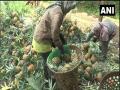 COVID-19: Nagaland pineapple farmers face tough times - Hindi News | COVID-19: Nagaland pineapple farmers face tough times | Latest national News at Lokmattimes.com