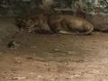 Lioness gives birth to 3 cubs at Gwalior's Gandhi Prani Udhyan Zoo - Hindi News | Lioness gives birth to 3 cubs at Gwalior's Gandhi Prani Udhyan Zoo | Latest national News at Lokmattimes.com