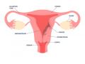 Testosterone shows promise to treat endometrial cancer: Study - Hindi News | Testosterone shows promise to treat endometrial cancer: Study | Latest international News at Lokmattimes.com