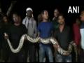 Two pythons rescued in Odisha's Berhampur - Hindi News | Two pythons rescued in Odisha's Berhampur | Latest national News at Lokmattimes.com