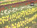 Kud Tulip Garden attracting tourists in J-K's Udhampur - Hindi News | Kud Tulip Garden attracting tourists in J-K's Udhampur | Latest national News at Lokmattimes.com