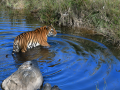 Human activity affecting tiger breeding in India's tiger reserves, finds study - Hindi News | Human activity affecting tiger breeding in India's tiger reserves, finds study | Latest technology News at Lokmattimes.com