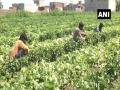 With migrant labourers heading home and mandis closed in Ludhiana, vegetable farmers face problems - Hindi News | With migrant labourers heading home and mandis closed in Ludhiana, vegetable farmers face problems | Latest national News at Lokmattimes.com