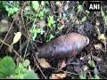 Army destroys unexploded mortar shell recovered in J-K's Poonch - Hindi News | Army destroys unexploded mortar shell recovered in J-K's Poonch | Latest national News at Lokmattimes.com