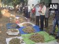 Sapodilla auction commences at Amalsad in Gujarat's Navsari - Hindi News | Sapodilla auction commences at Amalsad in Gujarat's Navsari | Latest national News at Lokmattimes.com