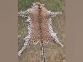 Odisha STF arrests 2 persons with leopard skin in Boudh forest - Hindi News | Odisha STF arrests 2 persons with leopard skin in Boudh forest | Latest national News at Lokmattimes.com
