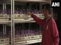 J-K: Advanced research station in Pampore training farmers to grow saffron indoor - Hindi News | J-K: Advanced research station in Pampore training farmers to grow saffron indoor | Latest national News at Lokmattimes.com
