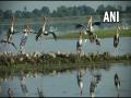 Wetlands in biodiversity parks in Delhi-NCR attracting migratory birds - Hindi News | Wetlands in biodiversity parks in Delhi-NCR attracting migratory birds | Latest national News at Lokmattimes.com