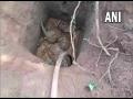 Elephant calf falls into well in Odisha's Chakundapada village, rescued - Hindi News | Elephant calf falls into well in Odisha's Chakundapada village, rescued | Latest national News at Lokmattimes.com