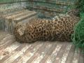 J-K: Leopard found dead in Samba - Hindi News | J-K: Leopard found dead in Samba | Latest national News at Lokmattimes.com