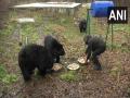 J-K: Himalayan black bears get special diet during winters - Hindi News | J-K: Himalayan black bears get special diet during winters | Latest national News at Lokmattimes.com