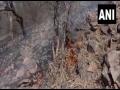 Fire breaks out at Rajasthan's Sariska Tiger Reserve, IAF choppers deployed to douse blaze - Hindi News | Fire breaks out at Rajasthan's Sariska Tiger Reserve, IAF choppers deployed to douse blaze | Latest national News at Lokmattimes.com