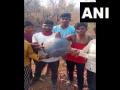 Maharashtra: Metal ring, spherical object found in Sindewahi after yesterday's meteor shower - Hindi News | Maharashtra: Metal ring, spherical object found in Sindewahi after yesterday's meteor shower | Latest national News at Lokmattimes.com
