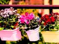 Delhi gears up for G-20 Summit; 6.75L flower, foliage pots to adorn roads, venues - Hindi News | Delhi gears up for G-20 Summit; 6.75L flower, foliage pots to adorn roads, venues | Latest politics News at Lokmattimes.com