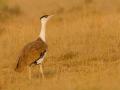 Plea over protection of Great Indian Bustard mentioned in Supreme Court - Hindi News | Plea over protection of Great Indian Bustard mentioned in Supreme Court | Latest national News at Lokmattimes.com