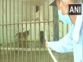 Vadodara's Sayaji Baug Zoo makes arrangements for inmates to beat the heat - Hindi News | Vadodara's Sayaji Baug Zoo makes arrangements for inmates to beat the heat | Latest national News at Lokmattimes.com