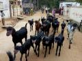 Fearing COVID-19, man starts tying masks around his goats' muzzles - Hindi News | Fearing COVID-19, man starts tying masks around his goats' muzzles | Latest national News at Lokmattimes.com