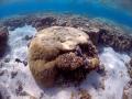 Australia to challenge UNESCO proposal to list Great Barrier Reef as 'in danger': Minister - Hindi News | Australia to challenge UNESCO proposal to list Great Barrier Reef as 'in danger': Minister | Latest international News at Lokmattimes.com