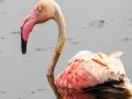 Injured Greater Flamingo treated, released into the wild by Delhi Zoo & Wildlife SOS team - Hindi News | Injured Greater Flamingo treated, released into the wild by Delhi Zoo & Wildlife SOS team | Latest national News at Lokmattimes.com